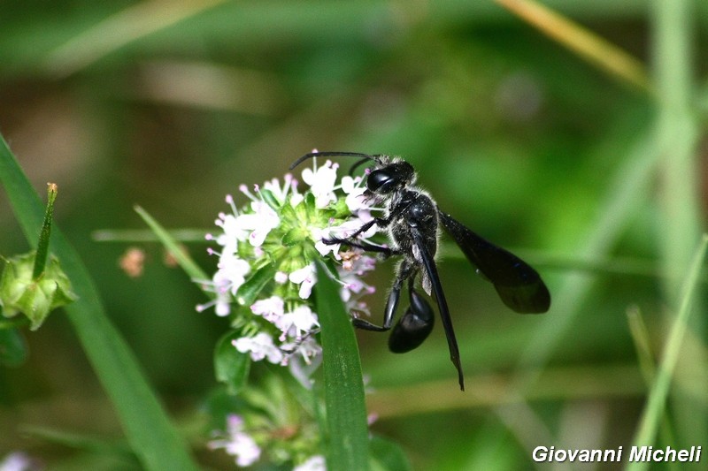 Hymenoptera del Parco del Ticino